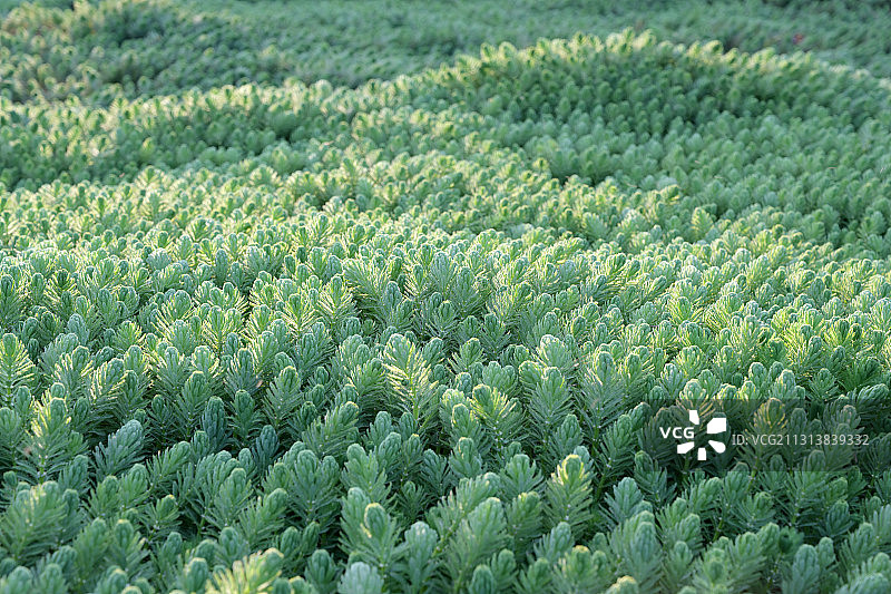 茂密的绿色水草小植物图片素材
