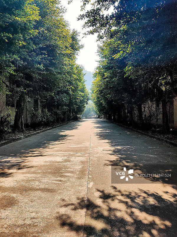 榕树水泥路图片素材