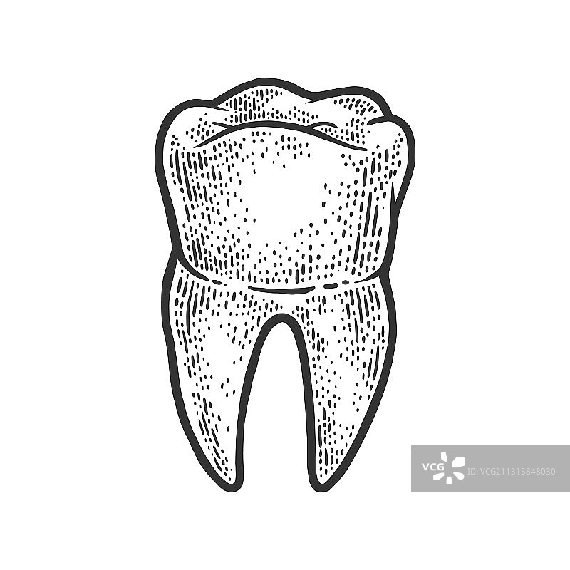 人类牙齿素描图片素材