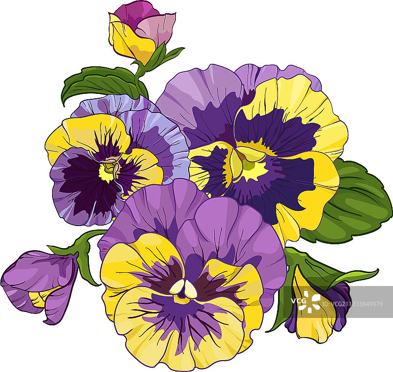 白色背景上三色堇的插花图片素材