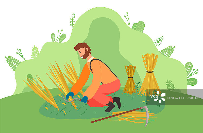 身穿工作服的农民收割玉米穗图片素材