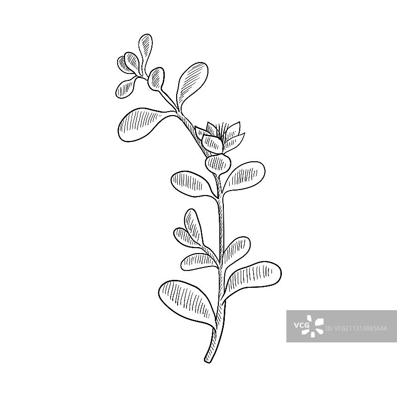 海滨马齿苋绘画图片素材