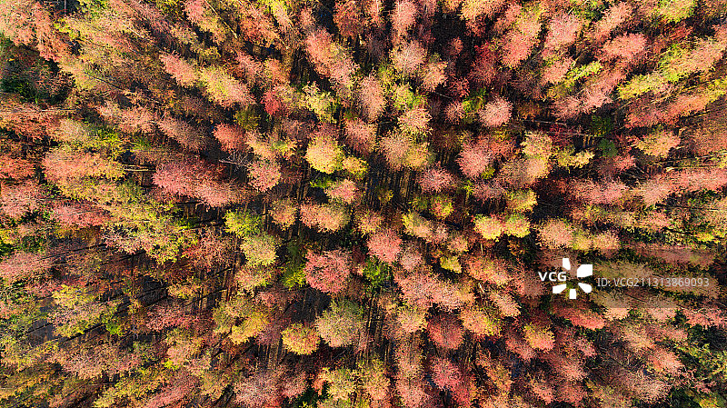 珠海西江流域万亩水松林航拍图片素材