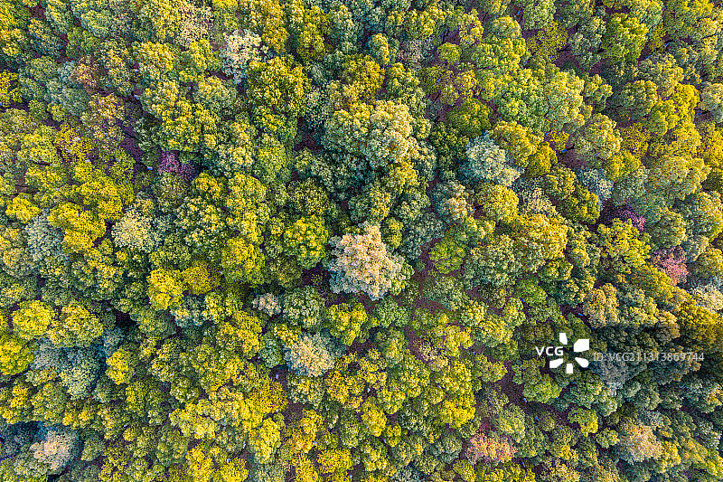 航拍垂直角度山顶树林图片素材