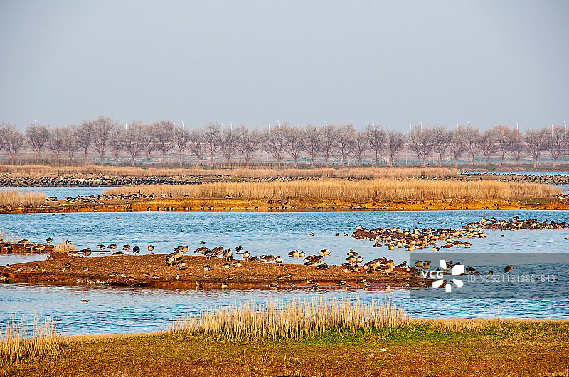 武汉东西湖区府河湿地大雁栖息地图片素材