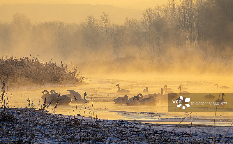 天鹅湖晨雾图片素材