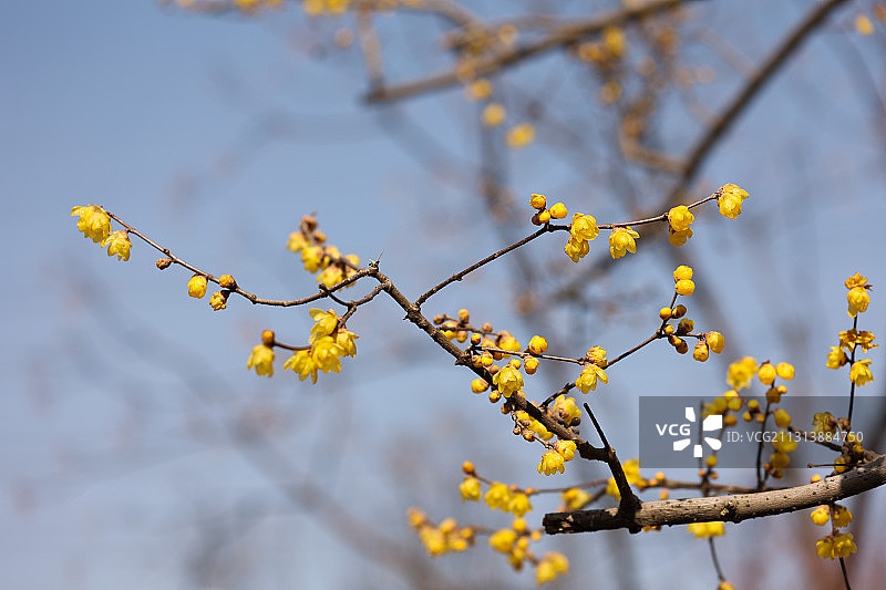 腊梅朵朵开图片素材
