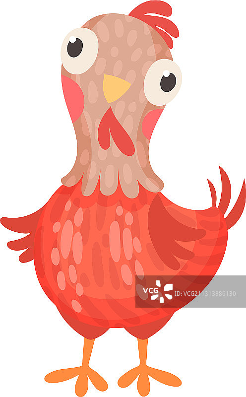 白色背景下的家禽羽毛母鸡图片素材