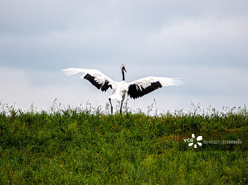 展翅的丹顶鹤英姿图片素材