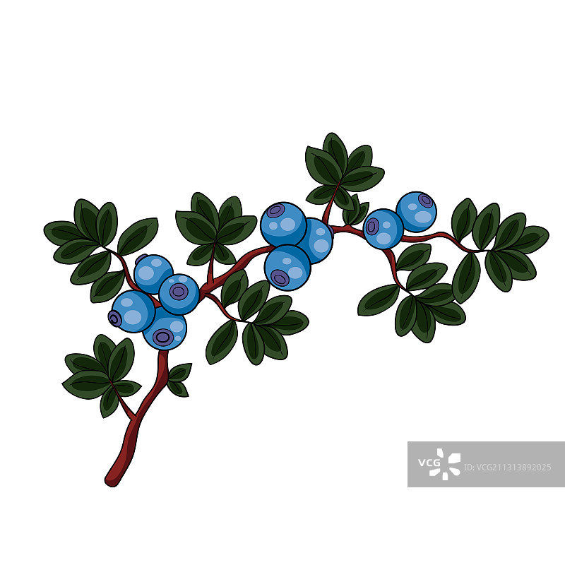 蓝色蓝莓树与绿叶图片素材