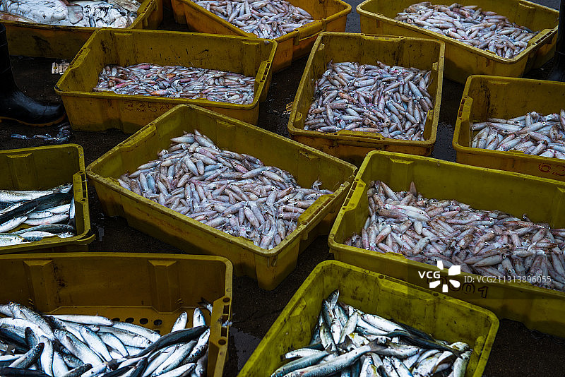 海鲜海鱼图片素材