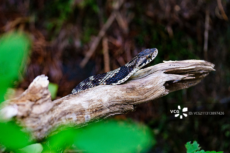 蛇，大山中遇到 #蛇# #国产蛇# #毒蛇# #动物#图片素材