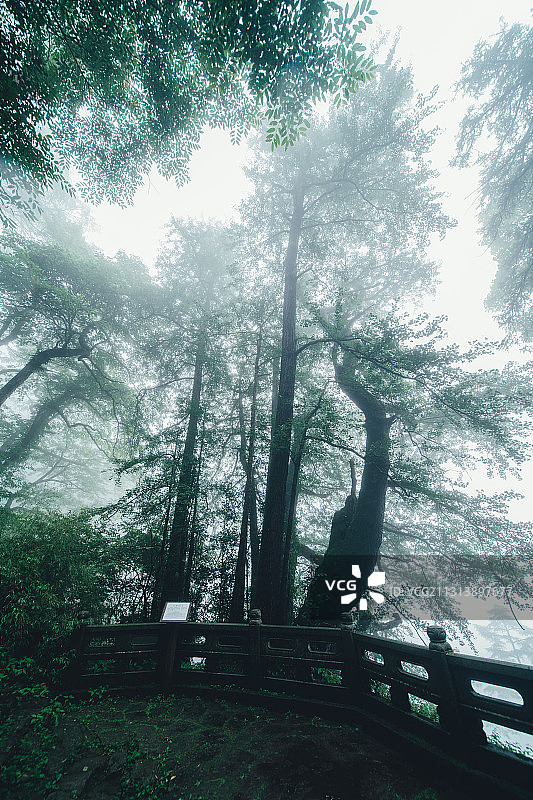 浙江省杭州市临安天目山，韦陀菩萨的道场，大树王国图片素材