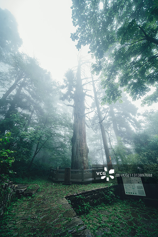 浙江省杭州市临安天目山，韦陀菩萨的道场，大树王国图片素材