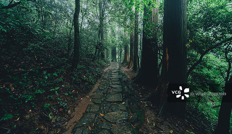 浙江省杭州市临安天目山，韦陀菩萨的道场，大树王国图片素材