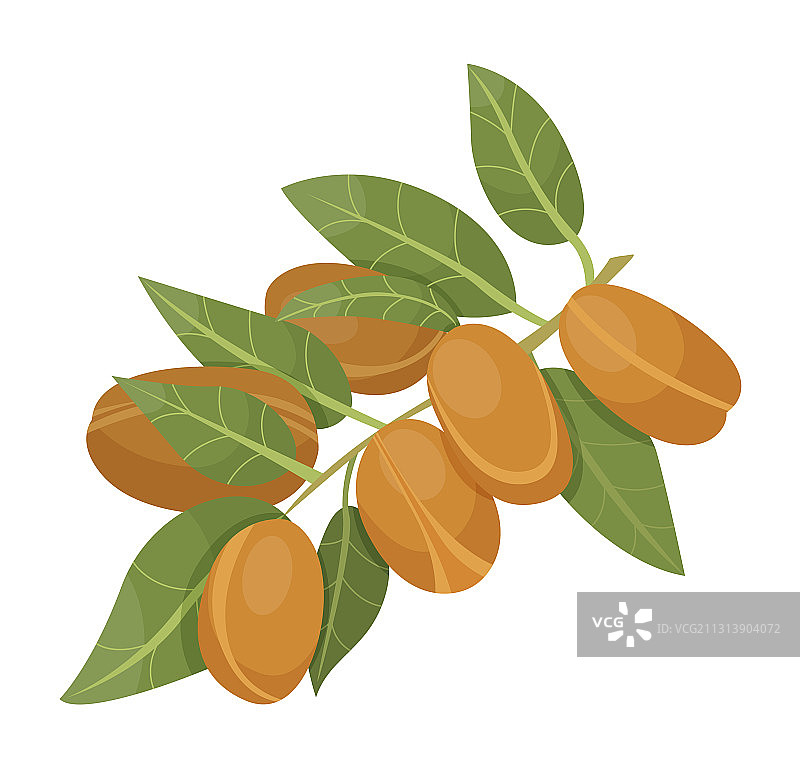 分离的棕色坚果树枝图片素材