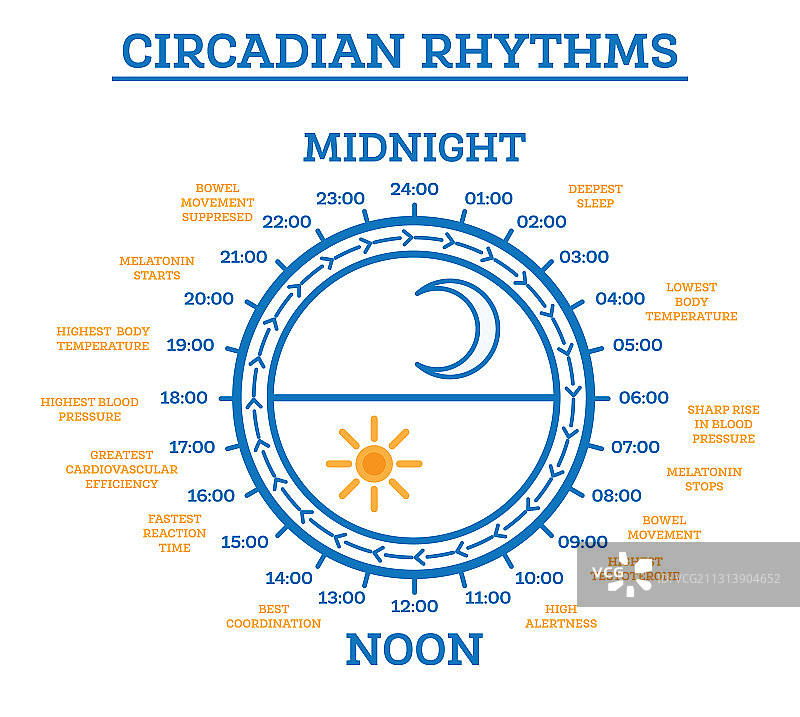 昼夜节律睡眠觉醒周期图图片素材