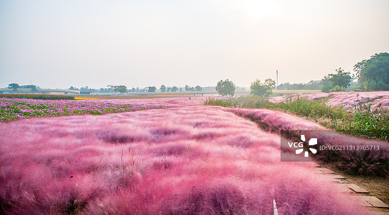 江苏省宿迁市三台山森林公园，坐拥江苏最大的一片花海，四季调色图片素材
