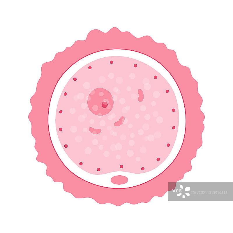 卵细胞解剖图片素材