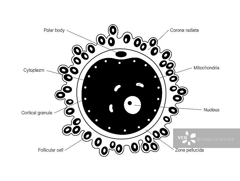 卵细胞解剖图片素材