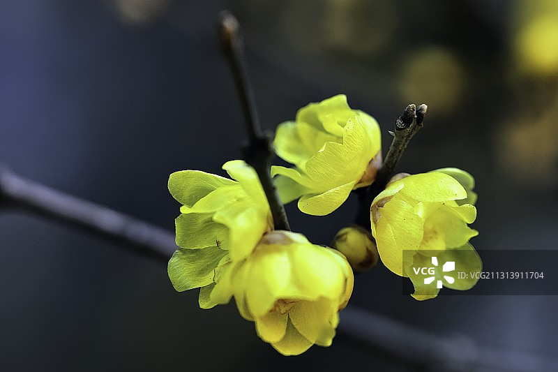 腊梅 Winter sweet图片素材