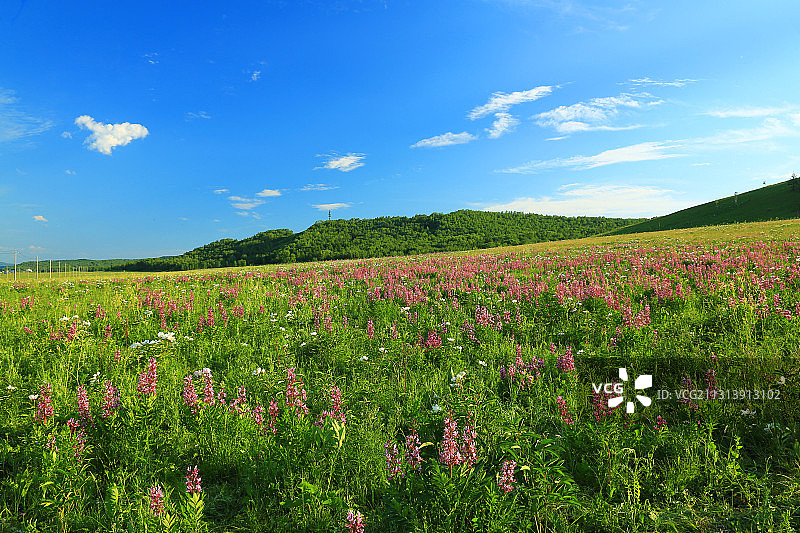 呼伦贝尔草原茂密野生花卉白藓皮图片素材