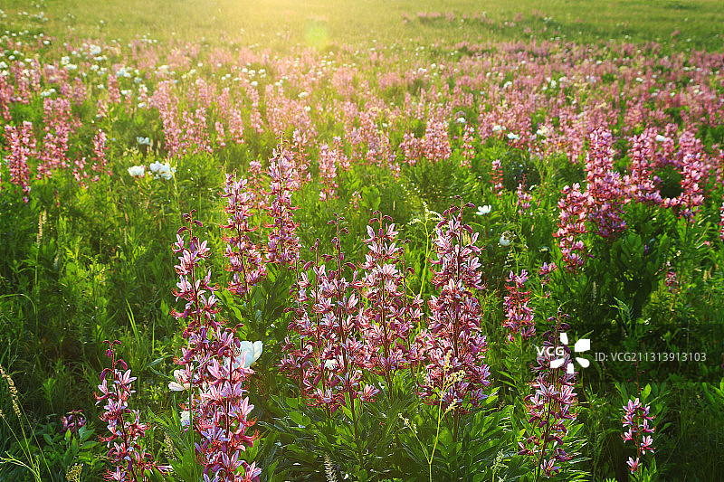 呼伦贝尔草原茂密野生花卉白藓皮图片素材