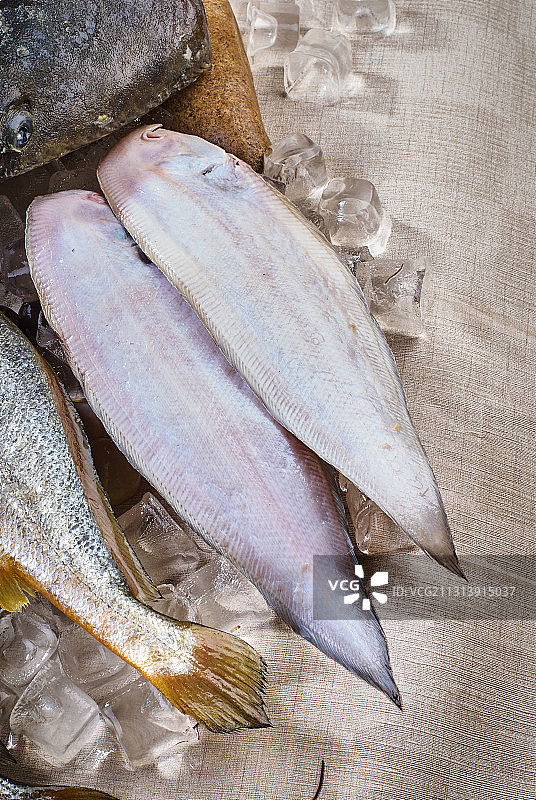 鳎目鱼图片素材