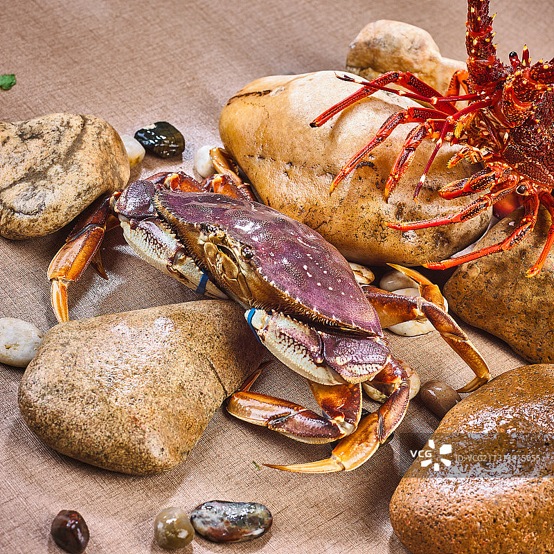 珍宝蟹图片素材