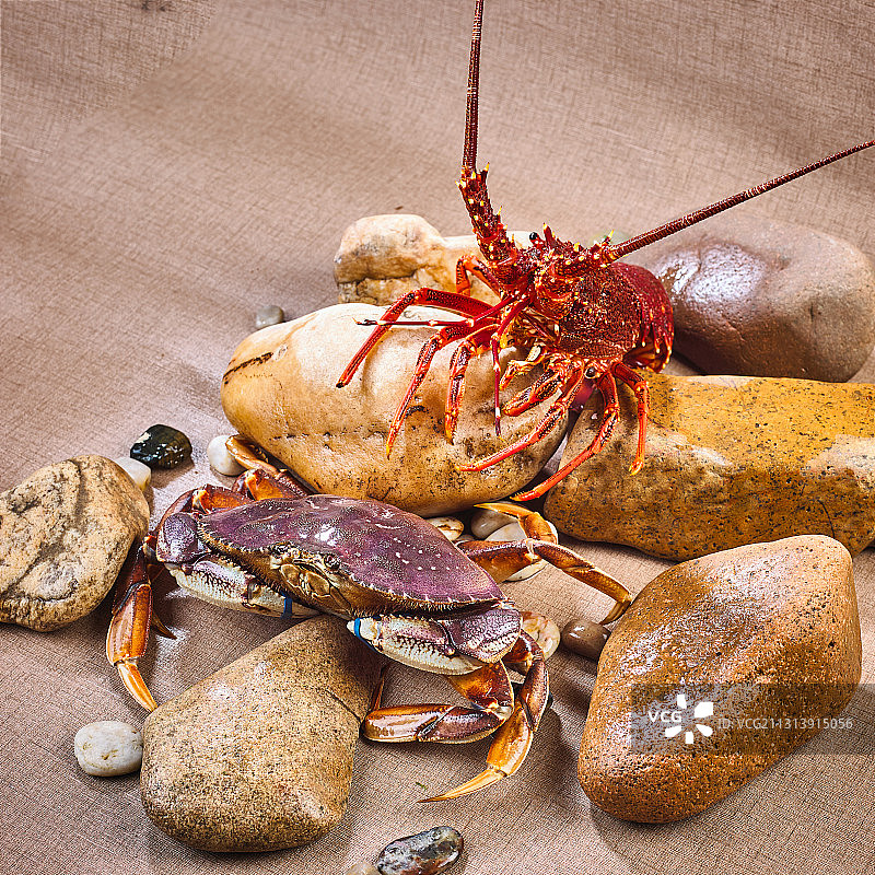 珍宝蟹图片素材