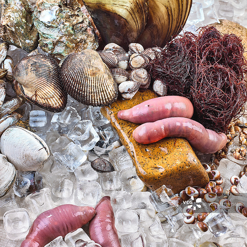 贝类图片素材