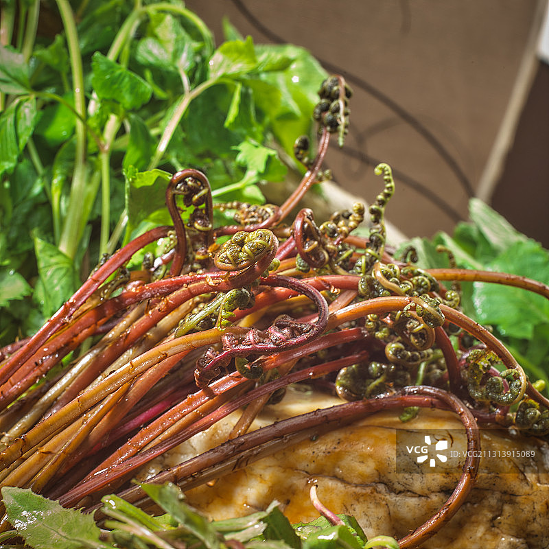 山野菜图片素材