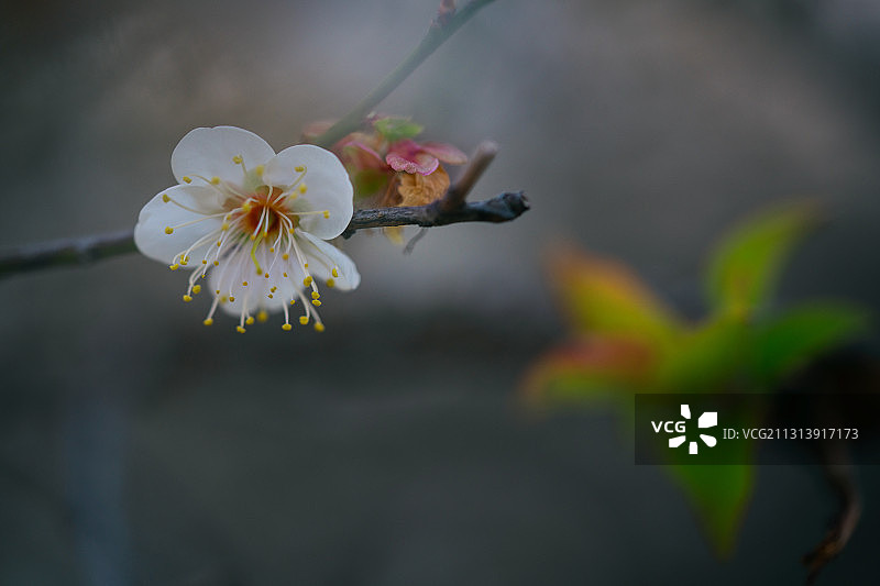 青梅花图片素材