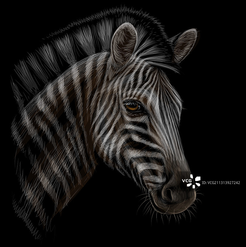 逼真的手绘斑马肖像图片素材