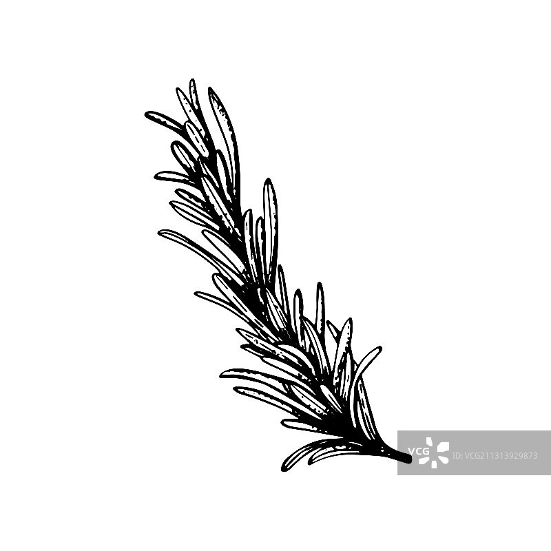 迷迭香复古素材图片素材