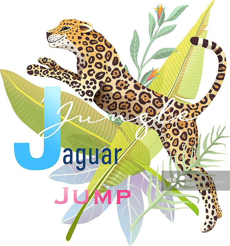 动物字母J：美洲虎丛林跳跃图片素材