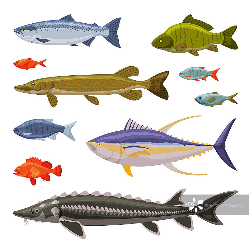 淡水和咸水鱼类水生生物组合图片素材
