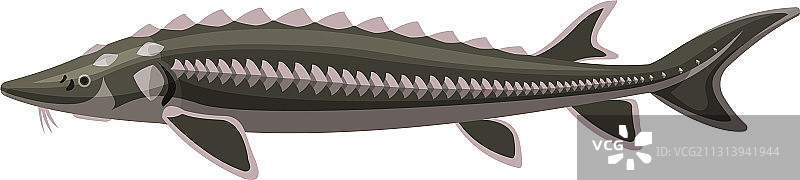 西伯利亚鲟鱼淡水鱼图片素材