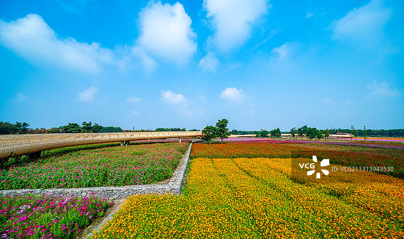 江苏省宿迁市三台山森林公园-衲田花海，空中俯瞰五彩大地图片素材