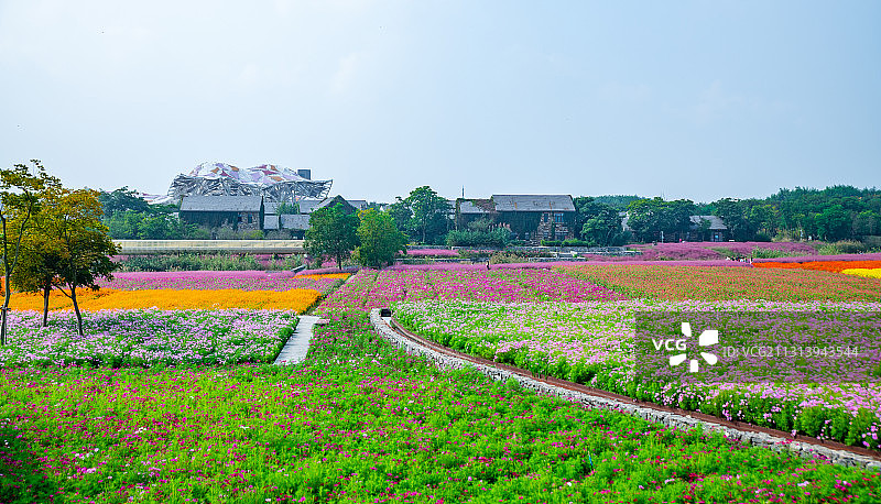 江苏省宿迁市三台山森林公园-衲田花海，空中俯瞰五彩大地图片素材