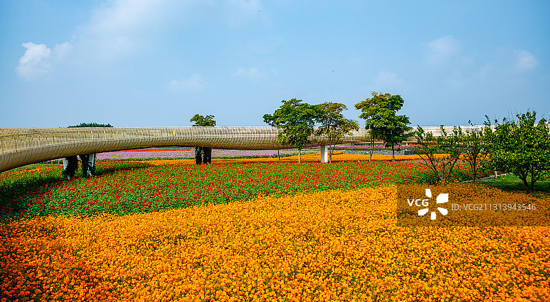 江苏省宿迁市三台山森林公园-衲田花海，空中俯瞰五彩大地图片素材