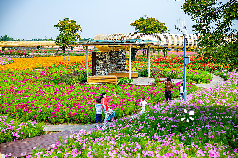 江苏省宿迁市三台山森林公园-衲田花海，空中俯瞰五彩大地图片素材