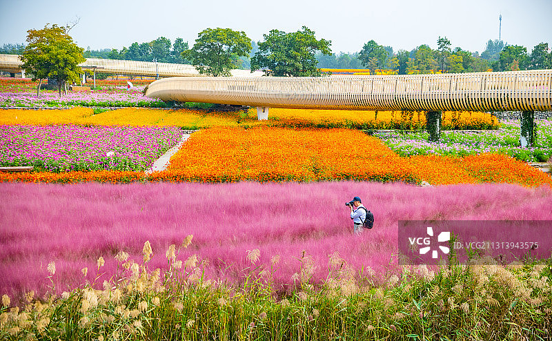 江苏省宿迁市三台山森林公园-衲田花海，空中俯瞰五彩大地图片素材