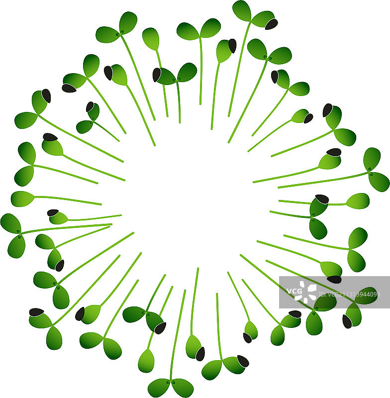 白色圆圈排列的向日葵苗图片素材