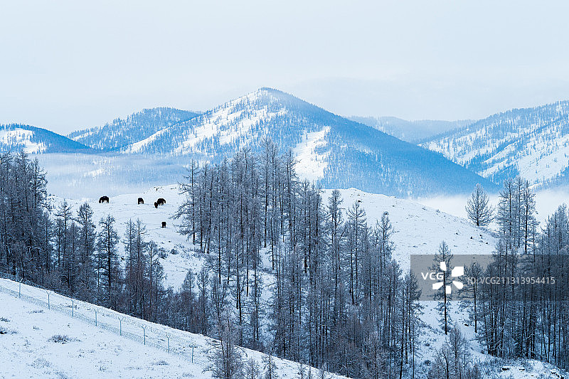 新疆白哈巴 冬季雪景图片素材