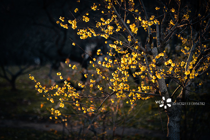 腊梅沐阳图片素材