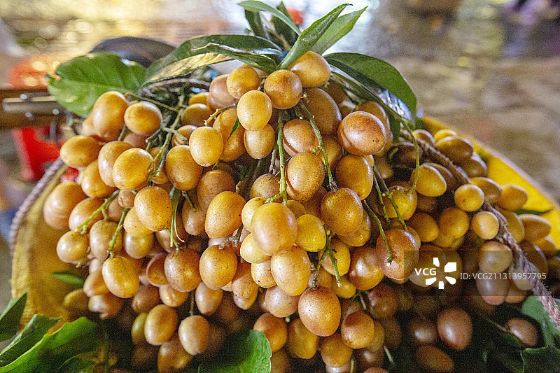 中国岭南素有果中之宝的黄皮果图片素材