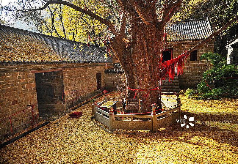 山东枣庄抱犊崮景区巢云观内的千年银杏树图片素材