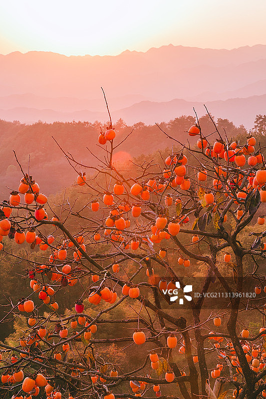 柿柿如意图片素材