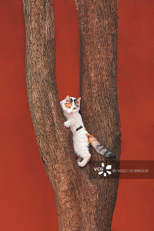 红墙猫事之爬树小三花图片素材